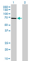 MPP3 Antibody - Western Blot analysis of MPP3 expression in transfected 293T cell line by MPP3 monoclonal antibody (M01), clone 4D7.Lane 1: MPP3 transfected lysate(66.2 KDa).Lane 2: Non-transfected lysate.