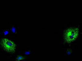 MPP3 Antibody - Anti-MPP3 mouse monoclonal antibody  immunofluorescent staining of COS7 cells transiently transfected by pCMV6-ENTRY MPP3.