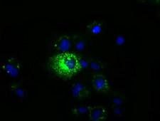 MPP3 Antibody - Anti-MPP3 mouse monoclonal antibody  immunofluorescent staining of COS7 cells transiently transfected by pCMV6-ENTRY MPP3.