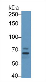 MPP5 Antibody - Western Blot; Sample: Mouse Cerebrum lysate; Primary Ab: 1µg/ml Rabbit Anti-Human MPP5 Antibody Second Ab: 0.2µg/mL HRP-Linked Caprine Anti-Rabbit IgG Polyclonal Antibody