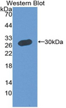 MPP5 Antibody - Western blot of recombinant MPP5.