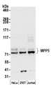 MPP5 Antibody - Detection of human MPP5 by western blot. Samples: Whole cell lysate (50 µg) from HeLa, HEK293T, and Jurkat cells prepared using NETN lysis buffer. Antibody: Affinity purified rabbit anti-MPP5 antibody used for WB at 0.1 µg/ml. Detection: Chemiluminescence with an exposure time of 30 seconds.