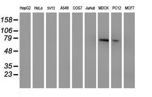 MPP5 Antibody - Western blot of extracts (35 ug) from 9 different cell lines by using anti-MPP5 monoclonal antibody (HepG2: human; HeLa: human; SVT2: mouse; A549: human; COS7: monkey; Jurkat: human; MDCK: canine; PC12: rat; MCF7: human).