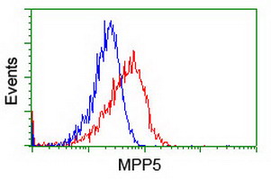 MPP5 Antibody - Flow cytometry of HeLa cells, using anti-MPP5 antibody (Red), compared to a nonspecific negative control antibody (Blue).