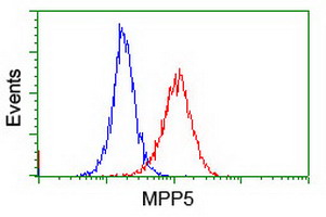 MPP5 Antibody - Flow cytometry of Jurkat cells, using anti-MPP5 antibody (Red), compared to a nonspecific negative control antibody (Blue).