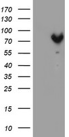 MPP5 Antibody - HEK293T cells were transfected with the pCMV6-ENTRY control (Left lane) or pCMV6-ENTRY MPP5 (Right lane) cDNA for 48 hrs and lysed. Equivalent amounts of cell lysates (5 ug per lane) were separated by SDS-PAGE and immunoblotted with anti-MPP5.