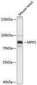 MPP5 Antibody - Western blot analysis of extracts of mouse kidney using MPP5 Polyclonal Antibody at dilution of 1:3000.