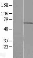 MPP7 Protein - Western validation with an anti-DDK antibody * L: Control HEK293 lysate R: Over-expression lysate
