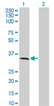MPPED2 Antibody - Western Blot analysis of MPPED2 expression in transfected 293T cell line by C11orf8 monoclonal antibody (M01A), clone 2G1-1B7.Lane 1: MPPED2 transfected lysate(33.81 KDa).Lane 2: Non-transfected lysate.