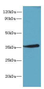 MPPED2 Antibody - Western blot. All lanes: MPPED2 antibody at 6 ug/ml+ Mouse brain tissue Goat polyclonal to rabbit at 1:10000 dilution. Predicted band size: 33 kDa. Observed band size: 33 kDa.