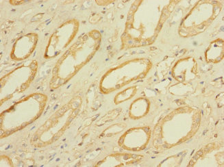 MPRG / PAQR5 Antibody - Immunohistochemistry of paraffin-embedded human kidney tissue using PAQR5 Antibody at dilution of 1:100