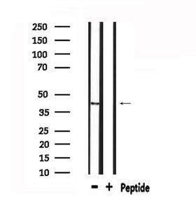 MPRG / PAQR5 Antibody - Western blot analysis of extracts of rat spleen using MPRG antibody.
