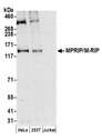 MPRIP / RIP3 Antibody - Detection of human MPRIP/M-RIP by western blot. Samples: Whole cell lysate (50 µg) from HeLa, HEK293T, and Jurkat cells prepared using NETN lysis buffer. Antibody: Affinity purified rabbit anti-MPRIP/M-RIP antibody used for WB at 0.1 µg/ml. Detection: Chemiluminescence with an exposure time of 3 minutes.
