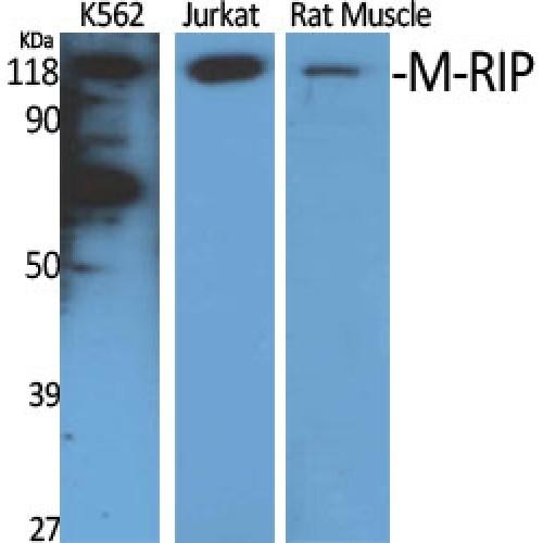 MPRIP / RIP3 Antibody - Western blot of M-RIP antibody