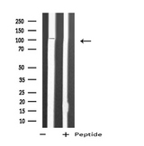 MPRIP / RIP3 Antibody - Western blot analysis of extracts of 293 cells using MRIP antibody.