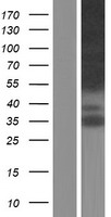 MPRIP / RIP3 Protein - Western validation with an anti-DDK antibody * L: Control HEK293 lysate R: Over-expression lysate