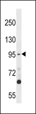 MPS1 / TTK Antibody - TTK Antibody (M1) western blot of 293 cell line lysates (35 ug/lane). The TTK antibody detected the TTK protein (arrow).