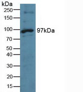 MPS1 / TTK Antibody - Western Blot; Sample:Human Hela Cells.