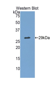 MPS1 / TTK Antibody - Western blot of recombinant MPS1 / TTK.  This image was taken for the unconjugated form of this product. Other forms have not been tested.