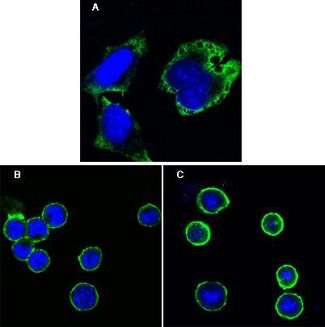 MPS1 / TTK Antibody - MPS1 Antibody in Immunofluorescence (IF)