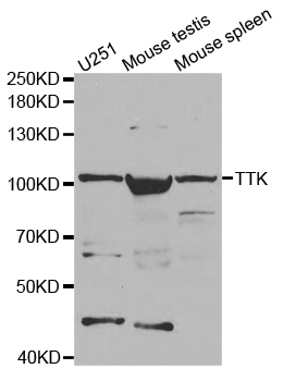 MPS1 / TTK Antibody - Western blot analysis of extracts of various cell lines.