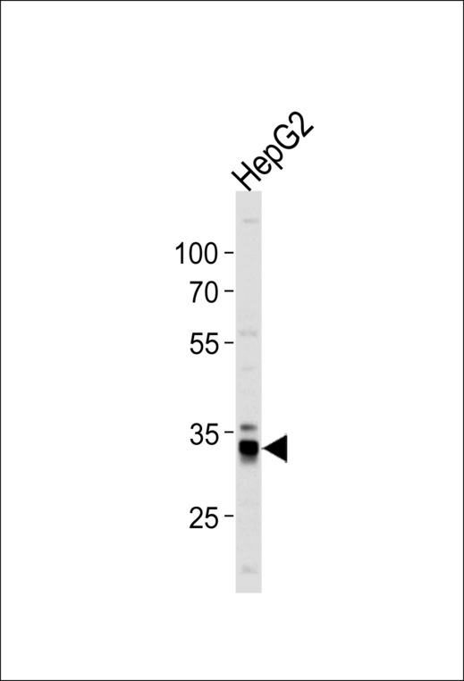 MPST Antibody - Western blot of lysate from HepG2 cell line, using MPST Antibody. Antibody was diluted at 1:1000 at each lane. A goat anti-rabbit IgG H&L (HRP) at 1:5000 dilution was used as the secondary antibody. Lysate at 35ug per lane.