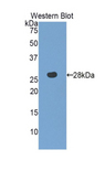MPST Antibody - Western blot of recombinant MPST.  This image was taken for the unconjugated form of this product. Other forms have not been tested.