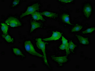 MPST Antibody - Immunofluorescent analysis of U251 cells at a dilution of 1:100 and Alexa Fluor 488-congugated AffiniPure Goat Anti-Rabbit IgG(H+L)