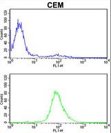 MPZ / P0 Antibody - MPZ Antibody flow cytometry of CEM cells (bottom histogram) compared to a negative control cell (top histogram). FITC-conjugated goat-anti-rabbit secondary antibodies were used for the analysis.