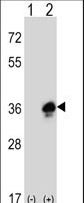 MPZ / P0 Antibody - Western blot of MPZ (arrow) using rabbit polyclonal MPZ Antibody. 293 cell lysates (2 ug/lane) either nontransfected (Lane 1) or transiently transfected (Lane 2) with the MPZ gene.