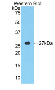 MPZ / P0 Antibody - Western blot of recombinant MPZ / P0.  This image was taken for the unconjugated form of this product. Other forms have not been tested.