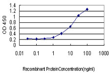 MPZ / P0 Antibody - Detection limit for recombinant GST tagged MPZ is approximately 1 ng/ml as a capture antibody.