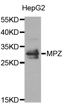 MPZ / P0 Antibody - Western blot analysis of extracts of HepG2 cell line, using MPZ antibody.