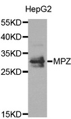 MPZ / P0 Antibody - Western blot analysis of extracts of HepG2 cell line, using MPZ antibody.