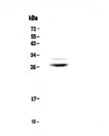 MPZ / P0 Antibody - Western blot - Anti-Myelin Protein Zero Picoband antibody