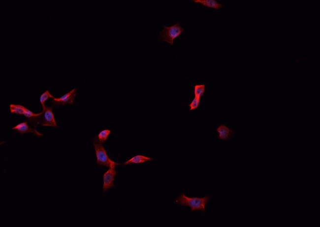 MPZ / P0 Antibody - Staining HepG2 cells by IF/ICC. The samples were fixed with PFA and permeabilized in 0.1% Triton X-100, then blocked in 10% serum for 45 min at 25°C. The primary antibody was diluted at 1:200 and incubated with the sample for 1 hour at 37°C. An Alexa Fluor 594 conjugated goat anti-rabbit IgG (H+L) antibody, diluted at 1/600, was used as secondary antibody.