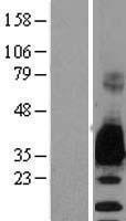MPZ / P0 Protein - Western validation with an anti-DDK antibody * L: Control HEK293 lysate R: Over-expression lysate