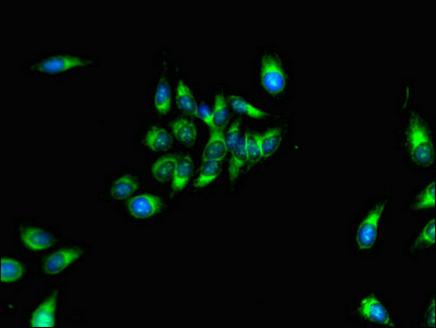 MPZL1 Antibody - Immunofluorescent analysis of Hela cells using MPZL1 Antibody at dilution of 1:100 and Alexa Fluor 488-congugated AffiniPure Goat Anti-Rabbit IgG(H+L)