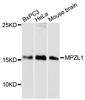 MPZL1 Antibody - Western blot analysis of extracts of various cell lines, using MPZL1 antibody at 1:3000 dilution. The secondary antibody used was an HRP Goat Anti-Rabbit IgG (H+L) at 1:10000 dilution. Lysates were loaded 25ug per lane and 3% nonfat dry milk in TBST was used for blocking. An ECL Kit was used for detection and the exposure time was 90s.