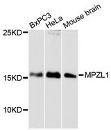 MPZL1 Antibody - Western blot analysis of extracts of various cell lines, using MPZL1 antibody at 1:3000 dilution. The secondary antibody used was an HRP Goat Anti-Rabbit IgG (H+L) at 1:10000 dilution. Lysates were loaded 25ug per lane and 3% nonfat dry milk in TBST was used for blocking. An ECL Kit was used for detection and the exposure time was 90s.