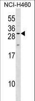 MPZL2 Antibody - MPZL2 Antibody western blot of NCI-H460 cell line lysates (35 ug/lane). The MPZL2 antibody detected the MPZL2 protein (arrow).