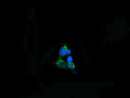 MPZL2 Antibody - Anti-MPZL2 mouse monoclonal antibody immunofluorescent staining of COS7 cells transiently transfected by pCMV6-ENTRY MPZL2.