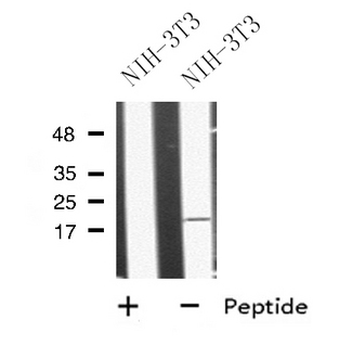 MRAP Antibody - Western blot analysis of MRAP using NIH-3T3 whole cells lysates