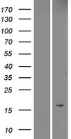 MRAP Protein - Western validation with an anti-DDK antibody * L: Control HEK293 lysate R: Over-expression lysate