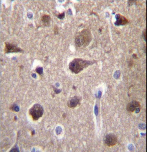 MRAP2 Antibody - MRAP2 Antibody immunohistochemistry of formalin-fixed and paraffin-embedded human brain tissue followed by peroxidase-conjugated secondary antibody and DAB staining.