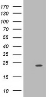 MRAS Antibody - HEK293T cells were transfected with the pCMV6-ENTRY control (Left lane) or pCMV6-ENTRY MRAS (Right lane) cDNA for 48 hrs and lysed. Equivalent amounts of cell lysates (5 ug per lane) were separated by SDS-PAGE and immunoblotted with anti-MRAS.