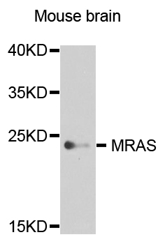 MRAS Antibody - Western blot analysis of extract of various cells.