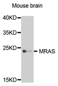MRAS Antibody - Western blot analysis of extract of various cells.