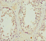 MRAS Antibody - Immunohistochemistry of paraffin-embedded human testis tissue at dilution 1:100
