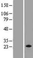 MRAS Protein - Western validation with an anti-DDK antibody * L: Control HEK293 lysate R: Over-expression lysate